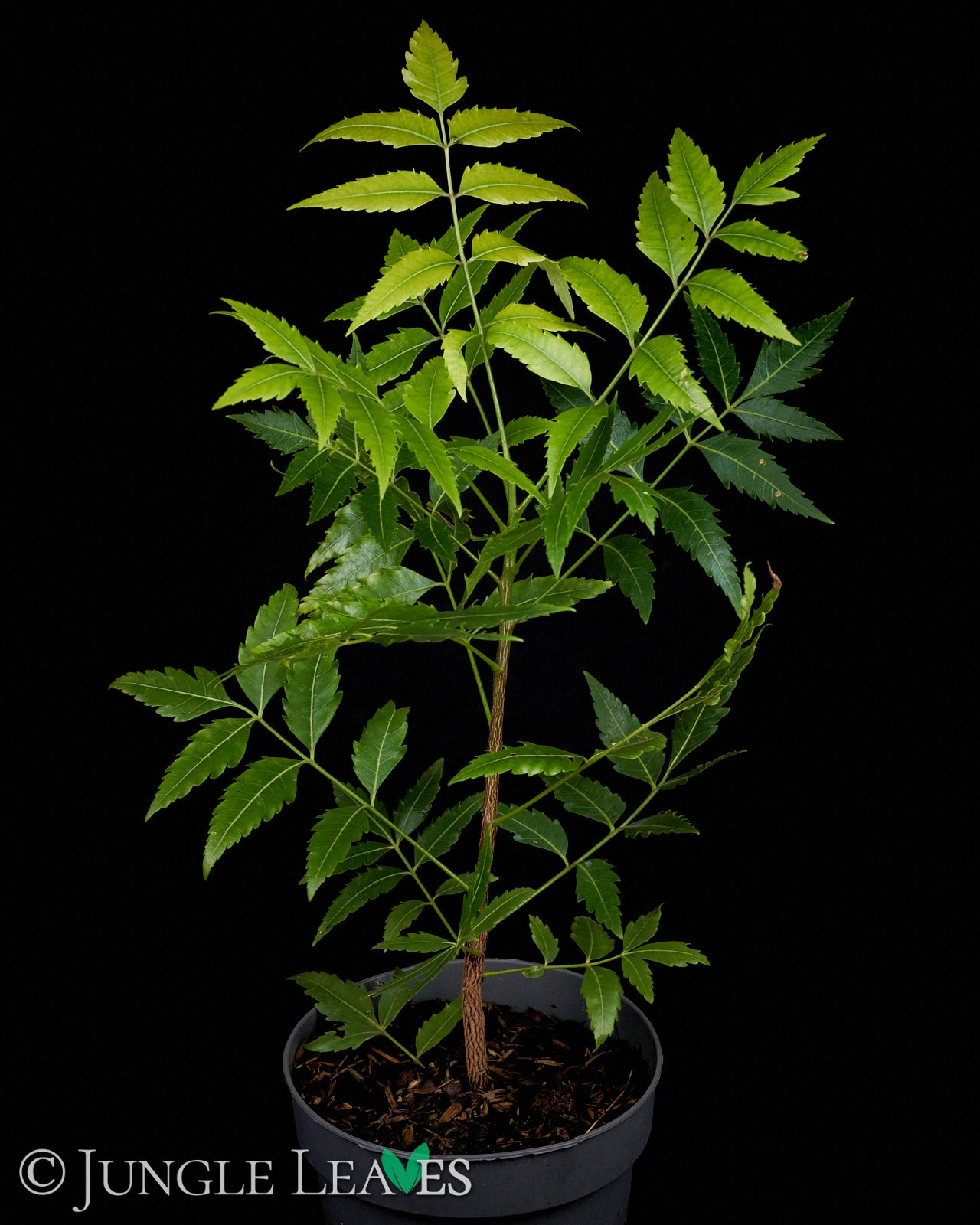 Azadirachta indica (Neembaum) – Jungle Leaves