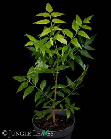 Azadirachta indica