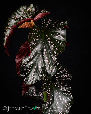 B. x 'Cracklin' Rosie'