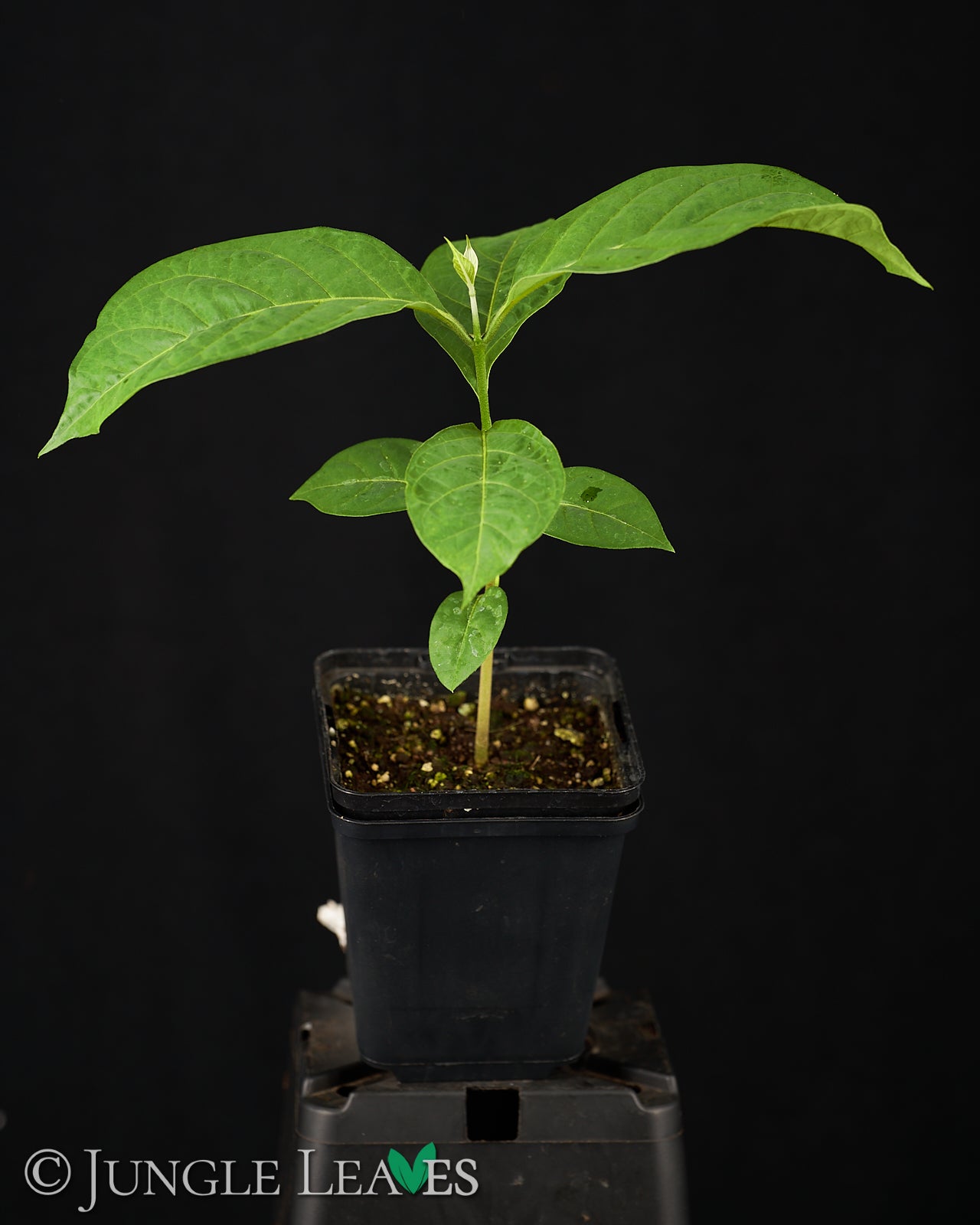 philodendron splendid vs verrucosum Philodendron 'Splendid' – Foliage Factory main image 1