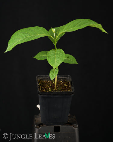 Banisteriopsis caapi