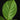 Banisteriopsis caapi