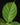 Banisteriopsis caapi