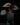 Begonia 'Black Knight'