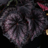 Begonia 'Black Knight'