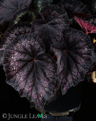 Begonia 'Black Knight'