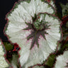 Begonia 'Escargot Silver'