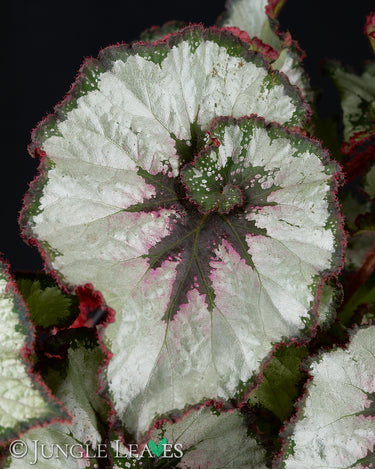 Begonia 'Escargot Silver'