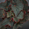Begonia 'Midnight Magic'