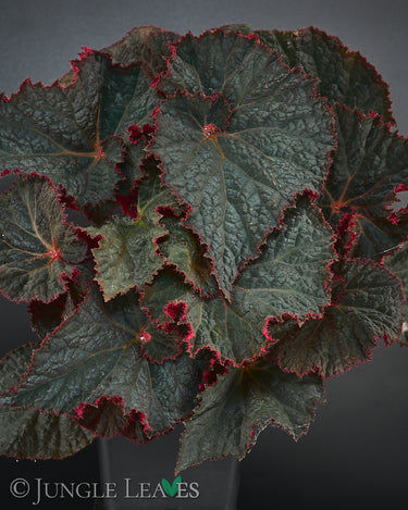 Begonia 'Midnight Magic'