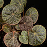 Begonia 'Mumtaz'