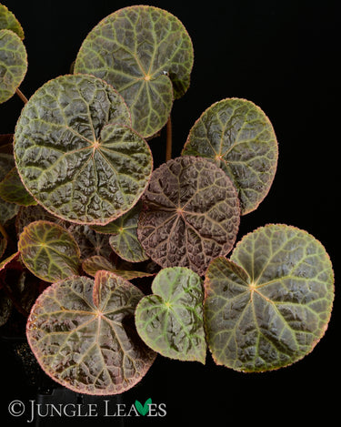 Begonia 'Mumtaz'
