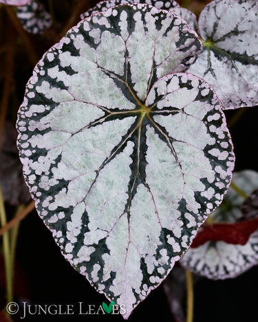 Begonia 'Silver Lace'