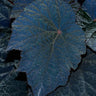 Begonia U485