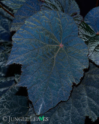 Begonia U485