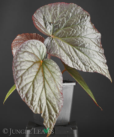 Begonia U508
