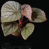 Begonia U508