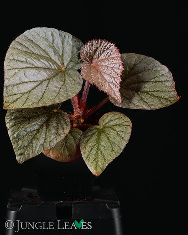 Begonia U508