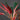 Rhizom und Blattunterseiten