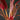 Junges Blatt