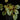 Begonia U681 sp. China