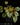 Begonia U681 sp. China