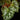Begonia U681 sp. China