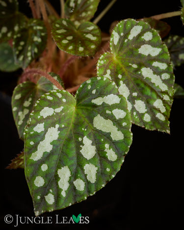 Begonia U681 sp. China