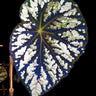 Begonia aff. aiensis