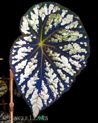 Begonia aff. aiensis