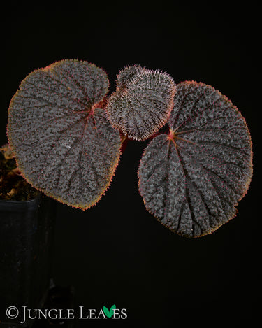 Begonia baik