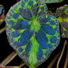 Begonia barsalouxiae