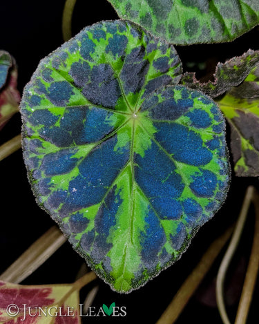 Begonia barsalouxiae