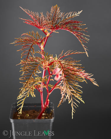 Begonia bipinnatifida