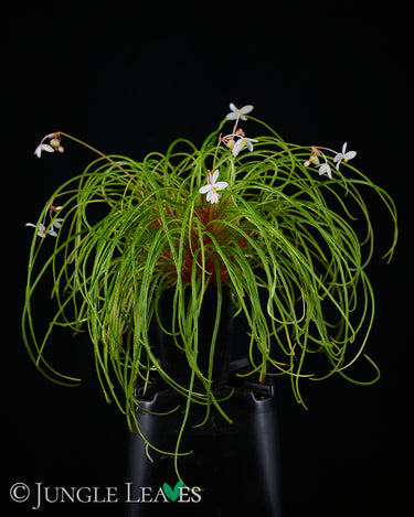 Begonia bogneri