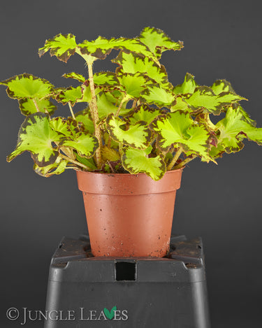 Begonia bowerae var. bowerae
