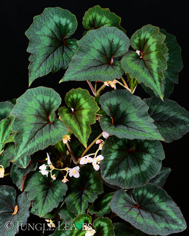 Begonia cathayana