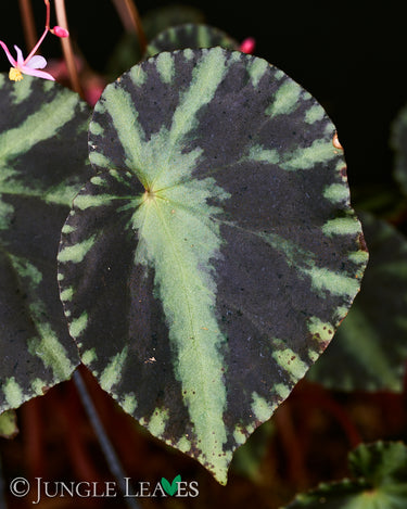 Begonia cleopatrae