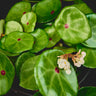 Begonia conchifolia
