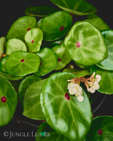 Begonia conchifolia