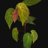 Begonia dietrichiana
