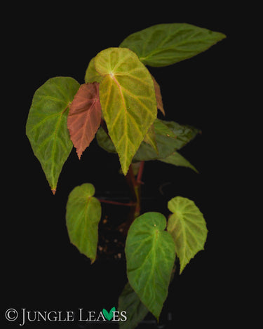 Begonia dietrichiana