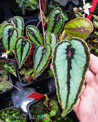 Begonia dinhdui
