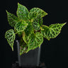 Begonia dracopelta
