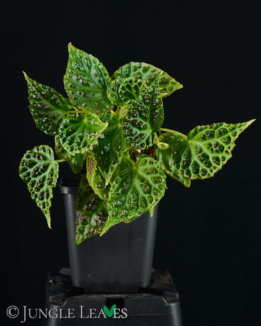 Begonia dracopelta