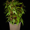 Begonia dregei