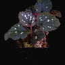Begonia erectocarpa (sp. Tuyen Quang)