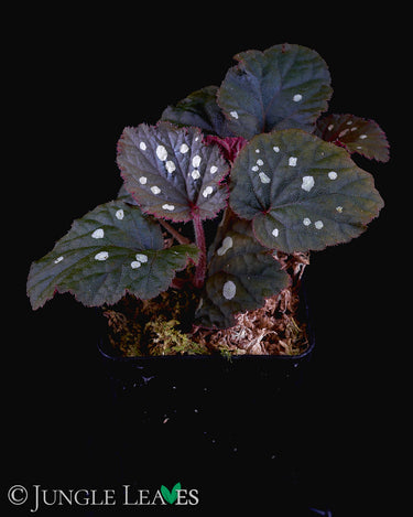 Begonia erectocarpa (sp. Tuyen Quang)