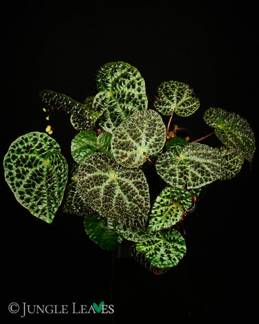 Begonia ferox