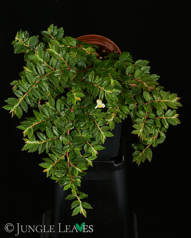 Begonia foliosa